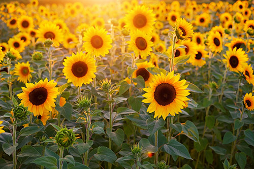 A field of sunflowers with the sun shining on them.