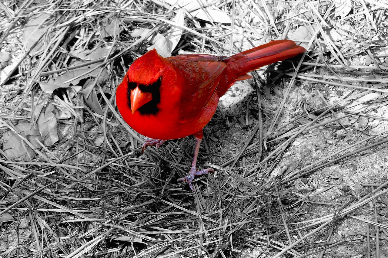 A red bird is standing in the grass.