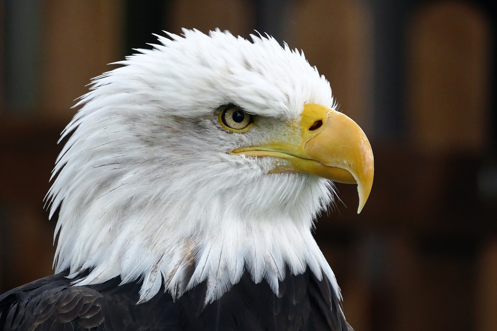 A bald eagle with white feathers and black head.