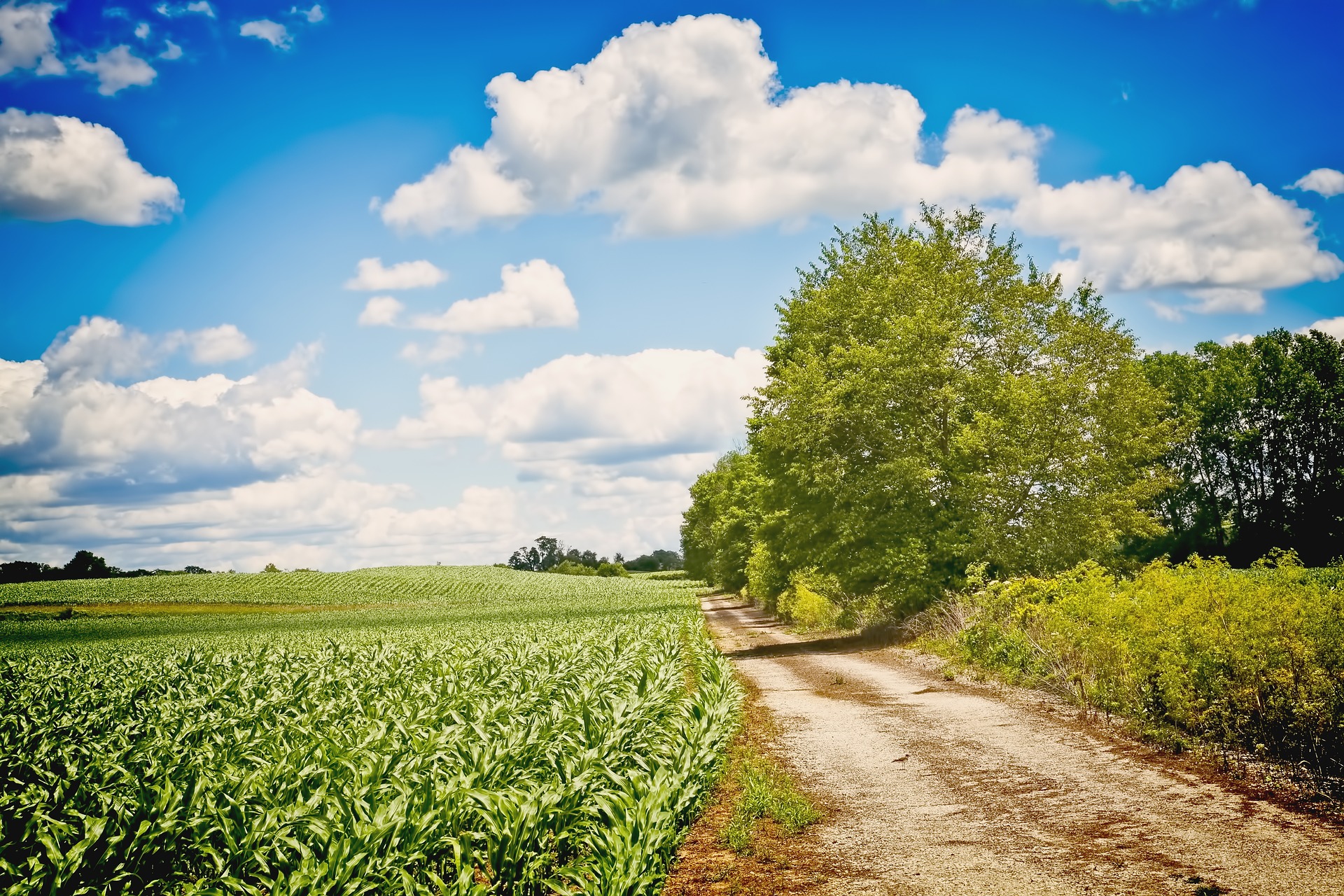 A dirt road through the middle of an open field.